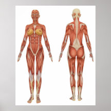 Vue avant et arrière d'anatomie musculaire femelle posters