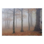 Vue d'automne de forêt brumeuse, grand-père photo