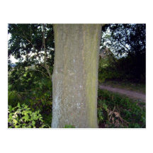 Vue détaillée de texture d'écorce d'arbre cartes postales