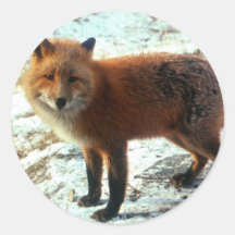 Vulpes_vulpes_red fox sticker