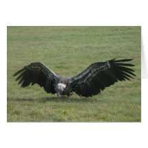 vultcure bird of prey blank photo art card