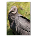 Vulture Cards