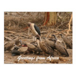 vulture crowd postcard