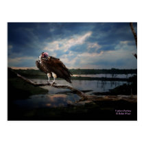 Vulture Fantasy postcards