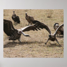 vulture fight poster