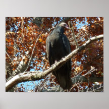 Vulture Peering Posters