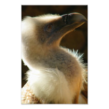 Vulture Photo Print