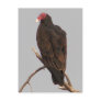 Vulture Postcard