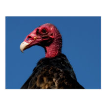 Vulture Profile Post Card