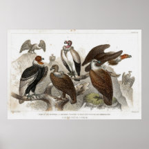 Vultures Antique Lithograph print