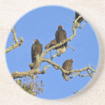 Vultures Coaster