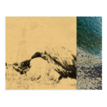 Vultures Postcard