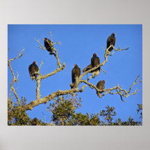 Vultures Poster