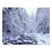 WA, Mount Baker-Snoqualmie National Forest,