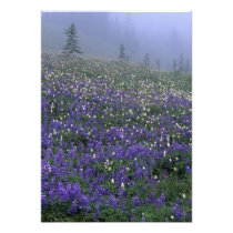 WA, Mt. Rainier NP, Lupine and Bistort meadow