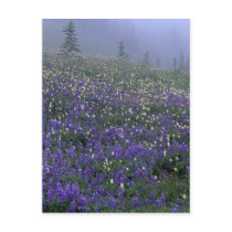 WA, Mt. Rainier NP, Lupine and Bistort meadow