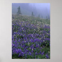 WA, Mt. Rainier NP, Lupine and Bistort meadow