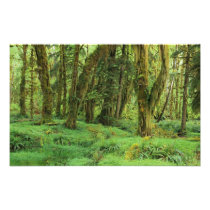 WA, Olympic NP, Quinault Rain Forest, moss