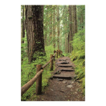 WA, Olympic NP, Sol Duc Valley, rainforest