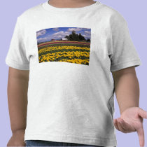 WA, Skagit Valley, Skagit Valley Tulip t-shirts