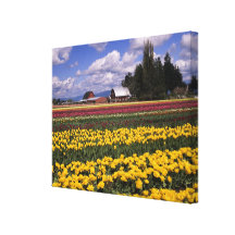 WA, Skagit Valley, Skagit Valley Tulip 2 Stretched Canvas Print