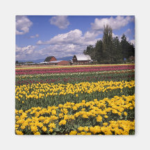 WA, Skagit Valley, Skagit Valley Tulip Fridge Magnet