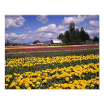WA, Skagit Valley, Skagit Valley Tulip Photo Art