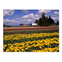 WA, Skagit Valley, Skagit Valley Tulip Post Cards