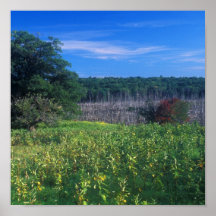 Wachusett Meadows Field and Pond Posters