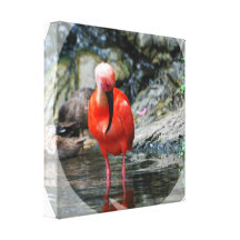 Wading Ibis Canvas Print