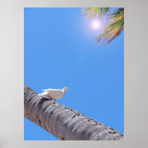 Waikiki Pigeon and Coconut Palms Poster