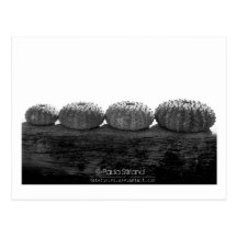 Wait In Line Post Card