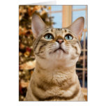 Waiting for Santa Cards