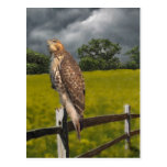 Waiting for the Storm - Red tail Hawk Postcard