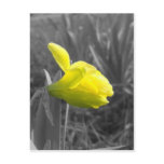 Waking Up Postcards