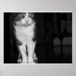 wakko! posters