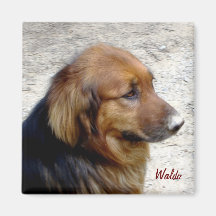Waldo Magnet
