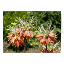 Walk In The Park Floral Greeting Note Card