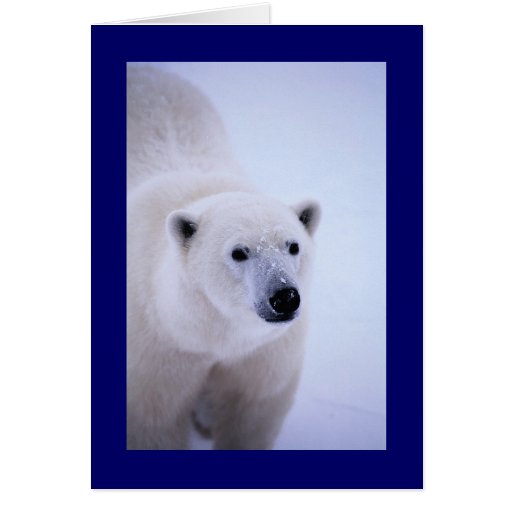 Walk on the Wild Side - Polar Bear Cards