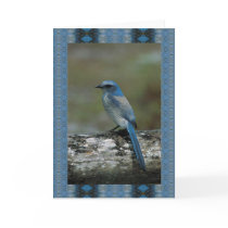 Walk on the Wild Side - Scrub Jay Greeting Card