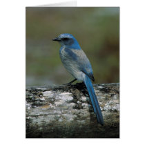 Walk on the Wild Side - Scrub Jay Greeting Card