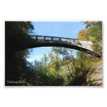 Walk way through the trees photo print