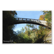 Walk way through the trees photo print