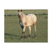 Walking Appaloosa Postcards
