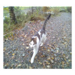 Walking Cat Photo