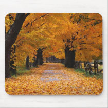 Walking Down Autumn's Memory Lane