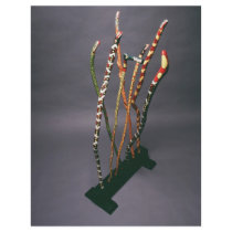 Walking stick collection full color flyer