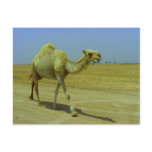 Walking the long road - Camel on Failaka Island Postcards