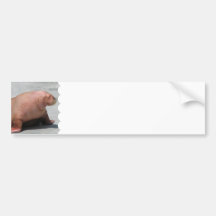 Walking Walrus Bumper Sticker