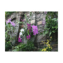 Wall of Orchids Post Cards